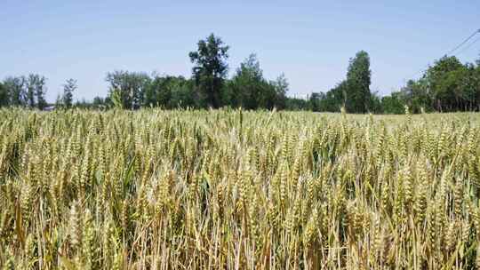 4K成熟的小麦麦田