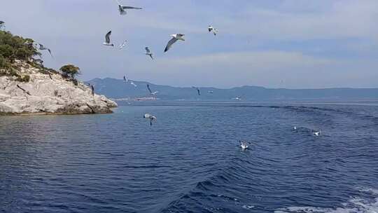 海鸥在海面上飞行