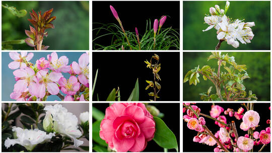 植物生长发芽春暖花开动态延时