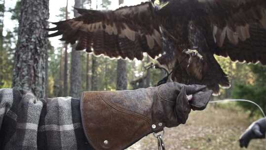 老鹰，老鹰飞向主人的手套，带着宽大的羽毛
