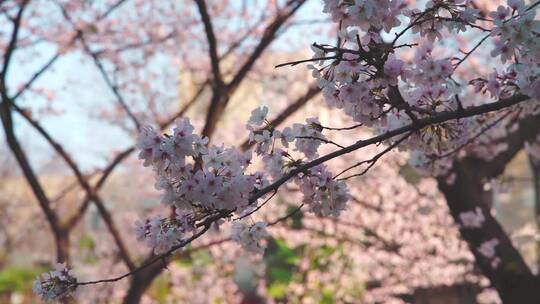 春天樱花树上盛开的樱花