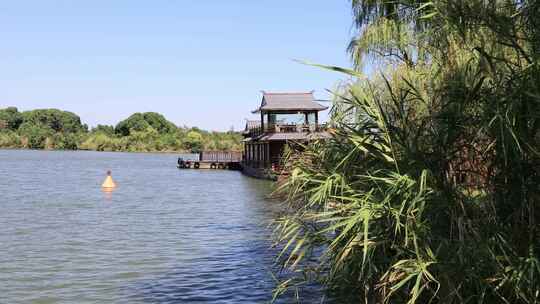 【合集】太湖湿地森林公园唯美水景湿地风光