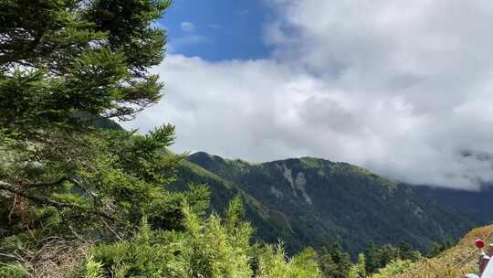 森林树林山高山脉航拍