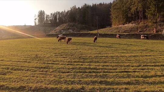 夕阳下吃牧草的牛群