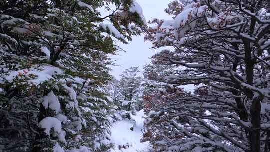 下雪后的树林