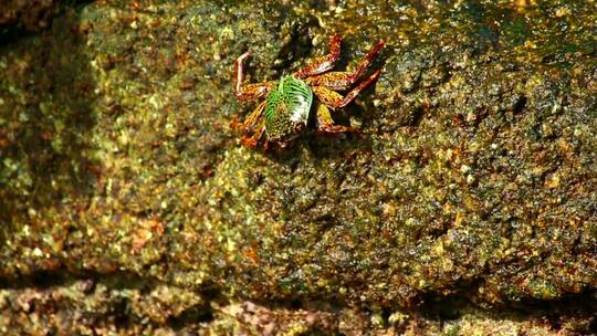 湿石头上行走的螃蟹