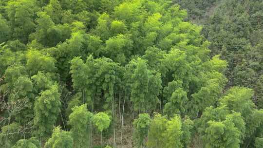 安徽皖南山区高山上的绿色竹林航拍