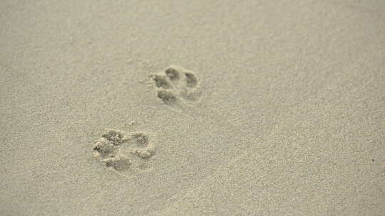 沙滩上小狗的脚印，被海浪吹平，可爱视频素材模板下载