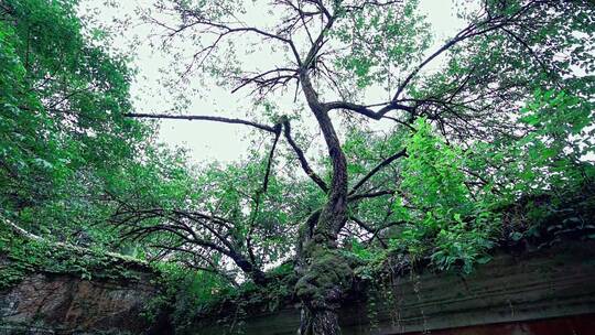隋朝的梅花树
