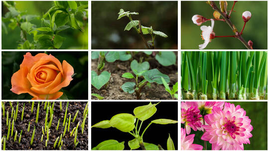 春天发芽展叶生长破土万物复苏花开延时