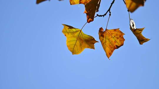 深秋枝头的黄叶