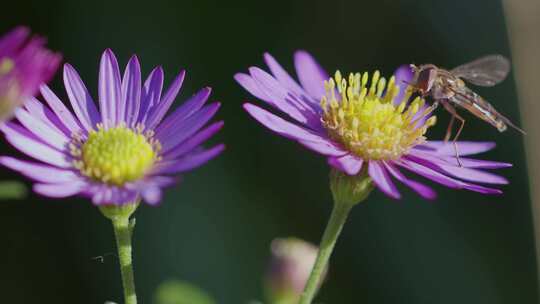 紫色，花，蜜蜂，绽放