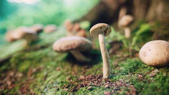 云南森林中蘑菇特写视频素材模板下载