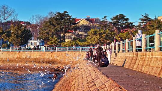 青岛海鸥青岛老城区栈桥