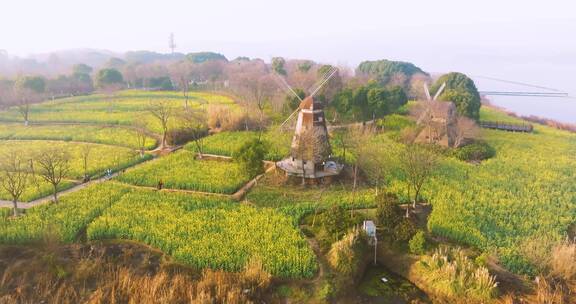 武汉东湖万国公园油菜花海