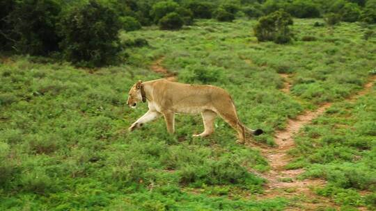 狮子 咆哮 自然公园 自然保护区