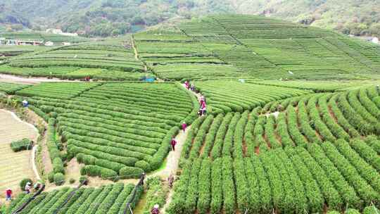 杭州龙坞西湖龙井茶园风景航拍