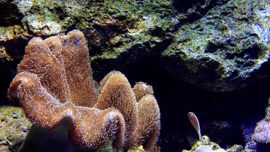 海葵和鱼类在水流中生活在水下