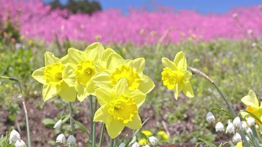 春游唯美桃花连翘花油菜花合集