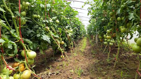 西红柿大棚种植