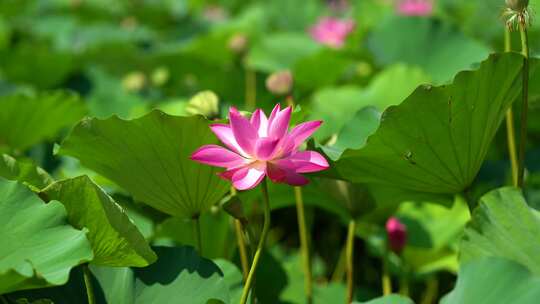 夏天 西瓜 二十四节气 立夏