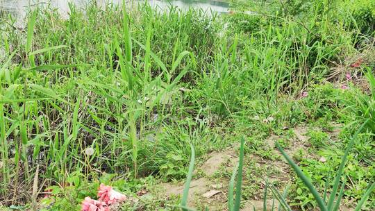 农村房屋花草树木绿色植物菜园