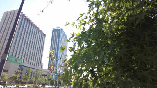 城市阳光穿过树叶子视频素材