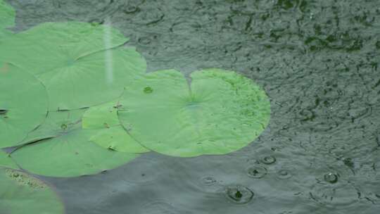 夏天暴雨，雨滴落在水里溅起水花