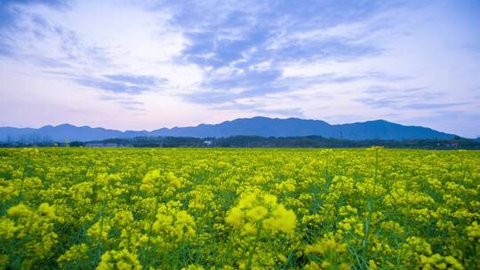 油菜花 日出 春天 延时 朝霞