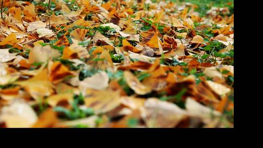 西安的秋天  秋色 落叶  树叶黄了