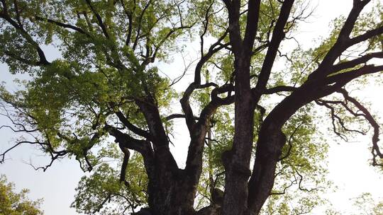 千年老樟树环绕拍摄