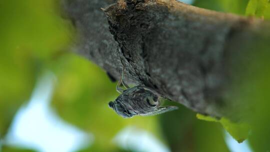 树上的秋蝉鸣叫