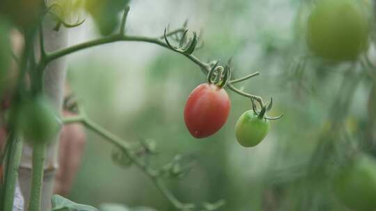 摘番茄