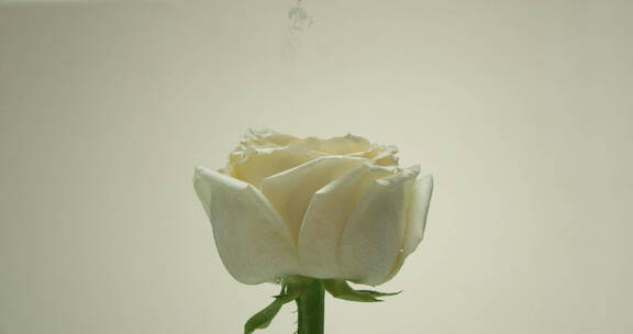 2K丙烯缓慢的落在白色玫瑰之上