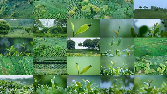 4k茶山茶园航拍茶叶茶树春茶茶广告宣传片高清在线视频素材下载
