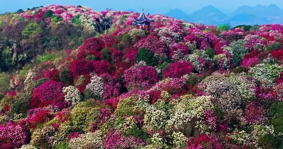 贵州毕节百里杜鹃景区航拍