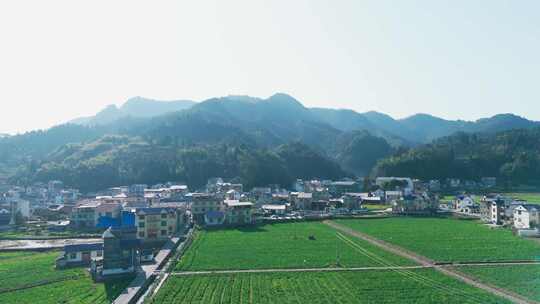 航拍油菜花田