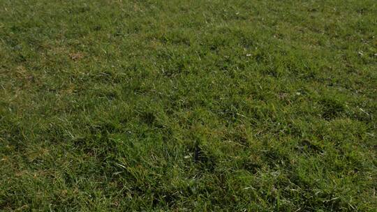草地上的橄榄球特写