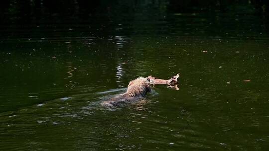 小狗在水里游泳