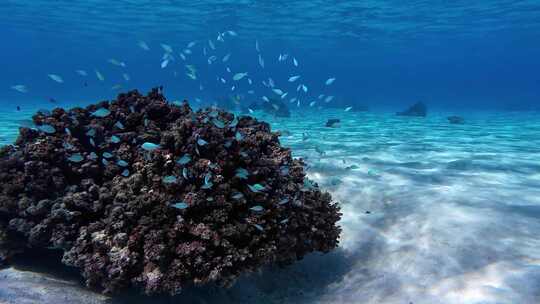 大海潜水海底珊瑚礁鱼群唯美大自然海底美景