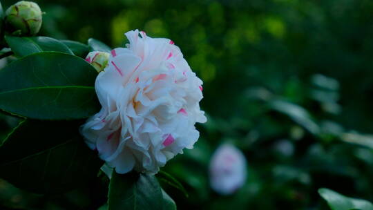 春天花园山茶花