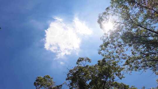 夏天阳光穿过树林唯美空镜头视频素材