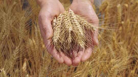 手捧麦穗丰收的小麦