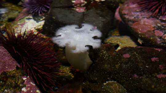 水族馆，水下，海胆，海