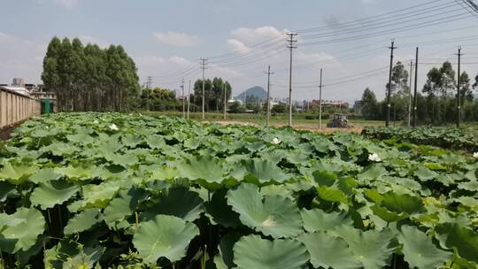 荷花池平移镜头