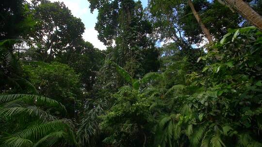仰拍热带丛林中视频素材模板下载