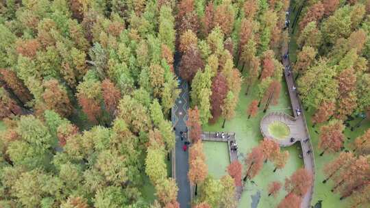 杭州青山湖树林中道路