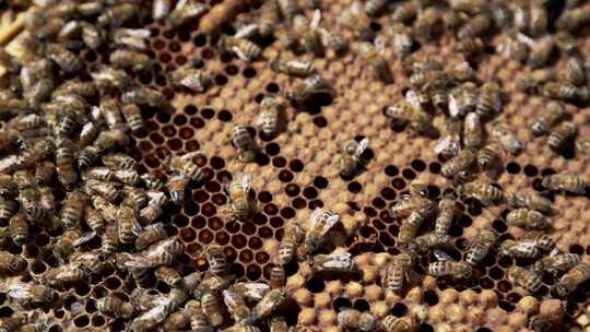 养蜜蜂 蜜蜂蜂王