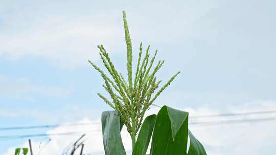 雨后菜园子空镜头玉米胡须