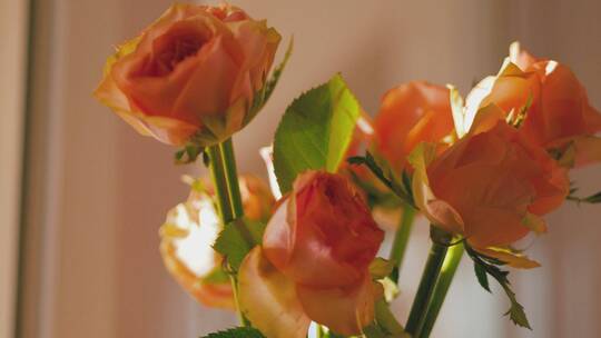 阳光照在房间里的玫瑰花上视频素材模板下载